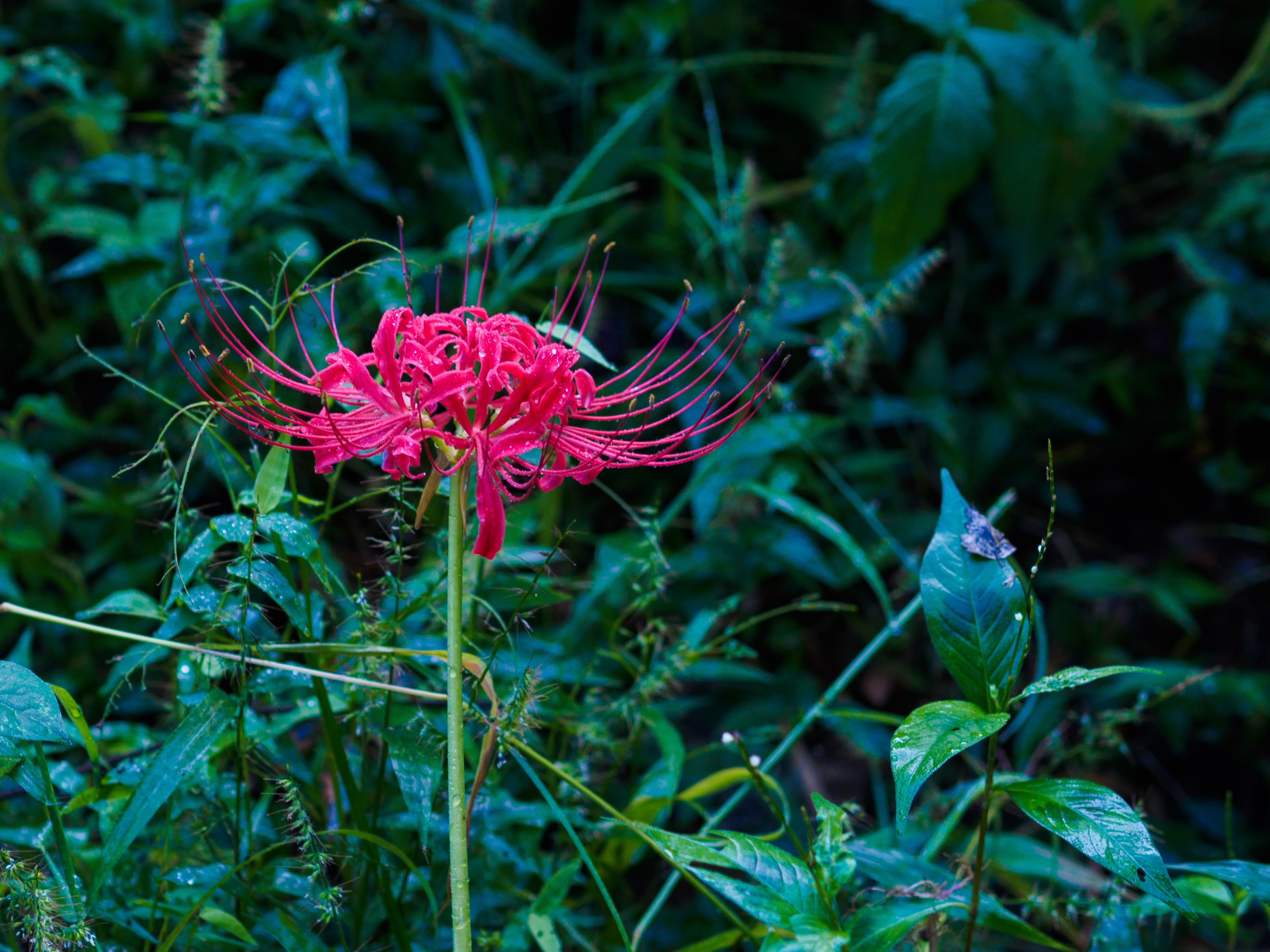 kyoto 吉田山 彼岸花